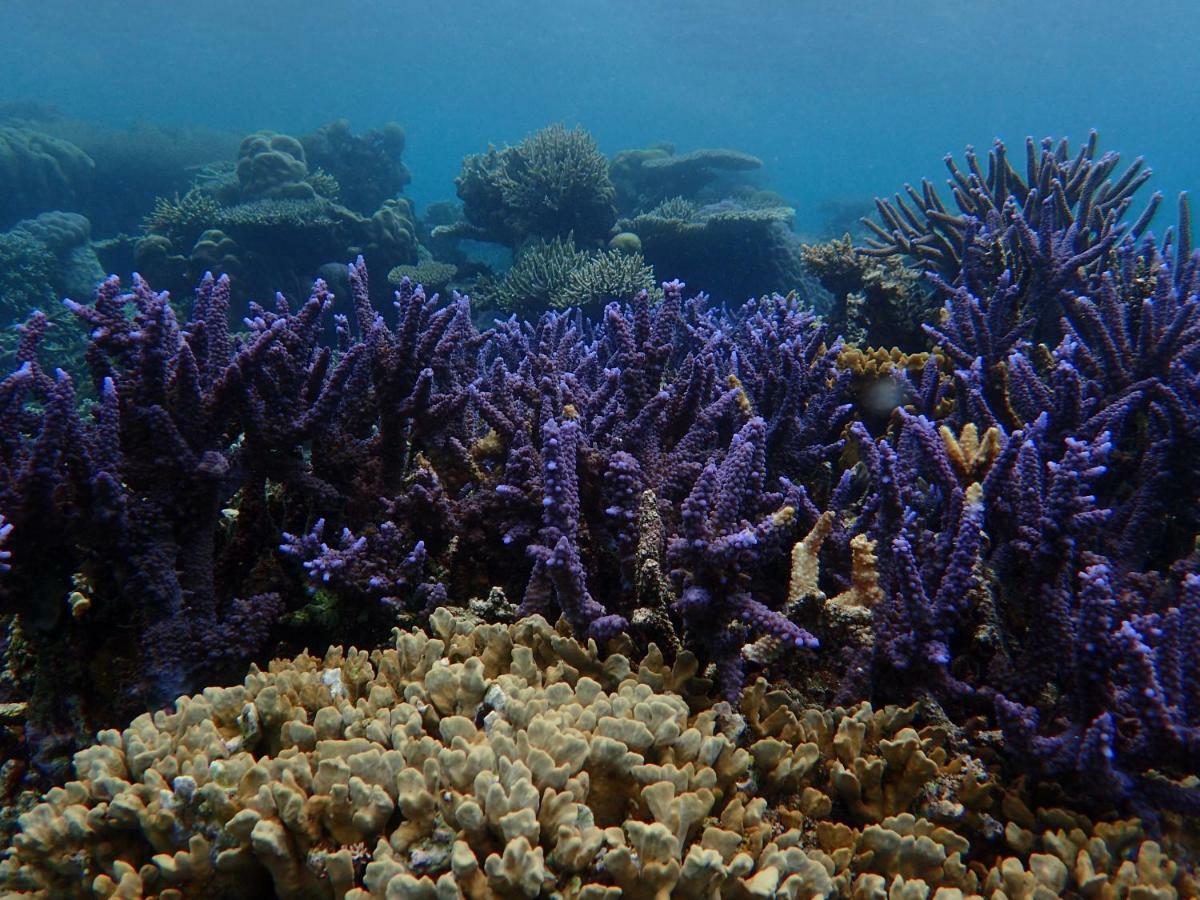 Blue Coral Homestay การีมุนยาวา ภายนอก รูปภาพ